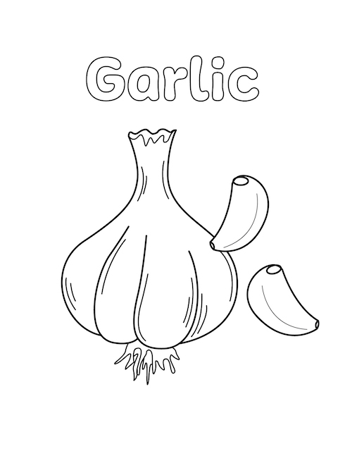 Garlic Coloring Page - Little Bee Family