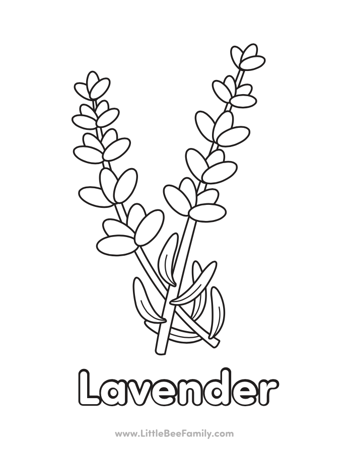 lavender coloring page 